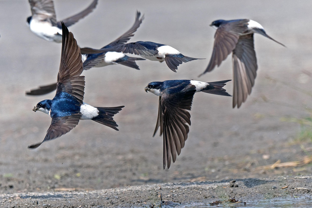 Webseite_Vogel-Naturschutzgruppe-WStbg_Mehlschwalben