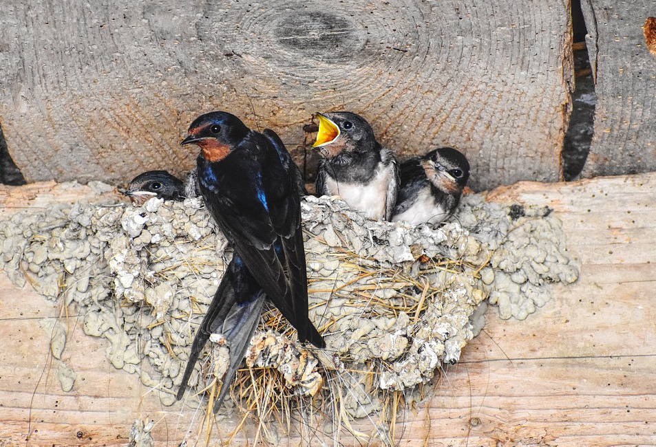 Webseite_Vogel-Naturschutzgruppe-WStbg_Rauchschwalben