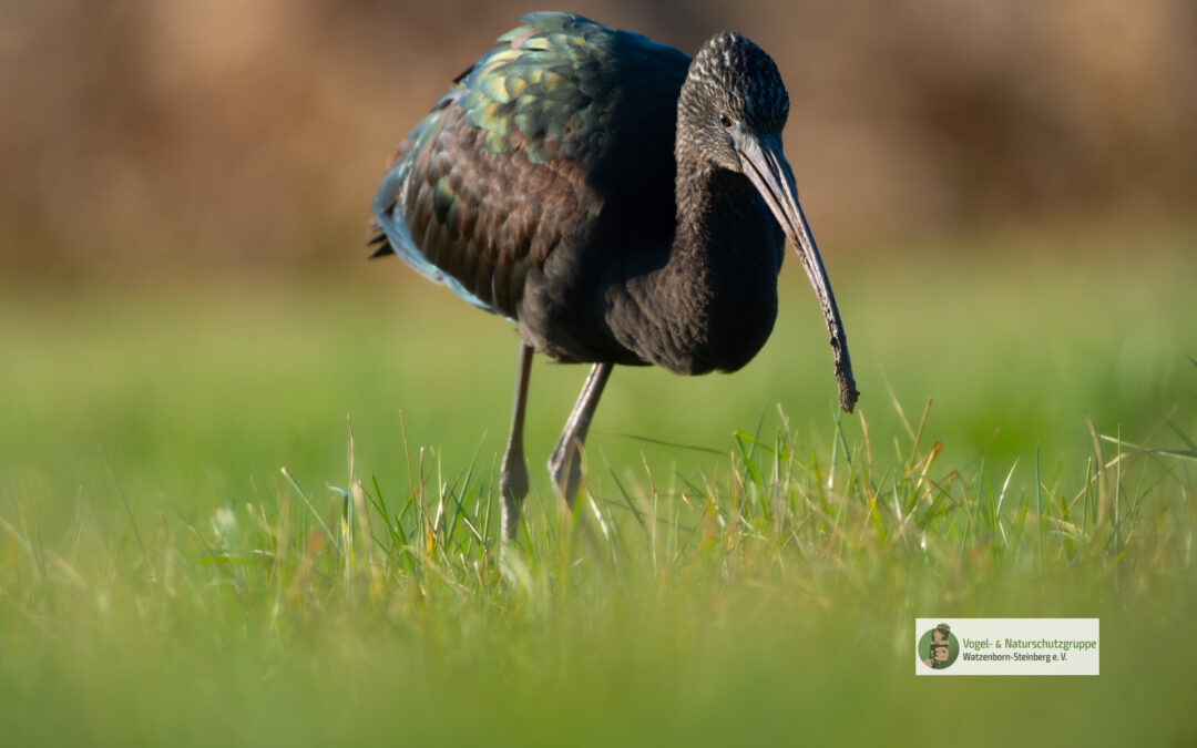 ORNITHOLOGISCHE SENSATION